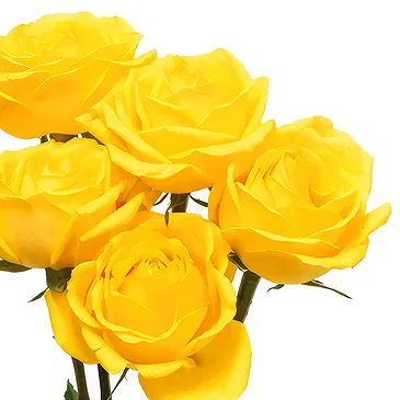 Oman flowers  -  5 Yellow Roses Flower Bouquet/Arrangement