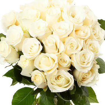 Oman flowers  -  Bouquet of 24 white roses Flower Bouquet/Arrangement