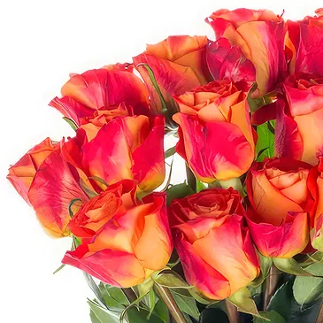 Oman flowers  -  Bouquet of 15 orange roses Flower Bouquet/Arrangement