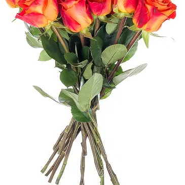 Oman flowers  -  Bouquet of 15 orange roses Flower Bouquet/Arrangement