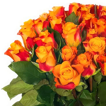 Ipsach Blumen Florist- Strauß aus 24 orangen Rosen Bouquet/Blumenschmuck