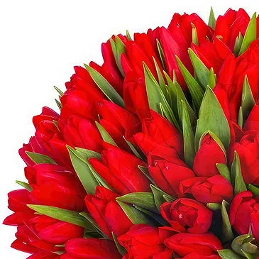 Pattaia cveжe- Buket od 100 crvenih tulipana Cvet buket/aranžman