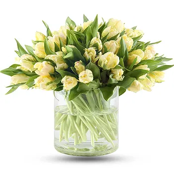 芭堤雅 花- 50朵白色郁金香花束 花 交付