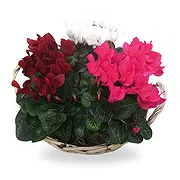 België online bloemist - Cyclamen in mandje Boeket