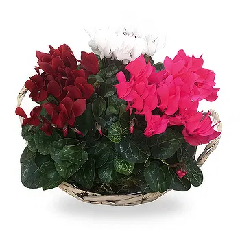Zande blommor- Cyclamen i korgen Blomma Leverans