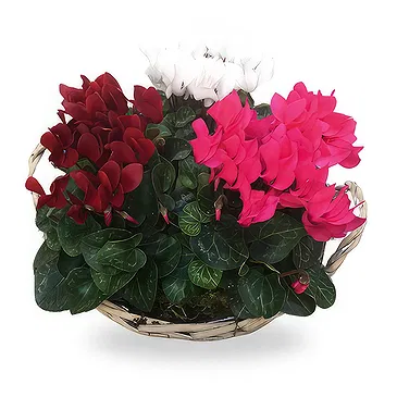 Zande blommor- Cyclamen i korgen Bukett/blomsterarrangemang