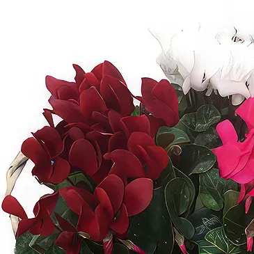 Zande blommor- Cyclamen i korgen Bukett/blomsterarrangemang