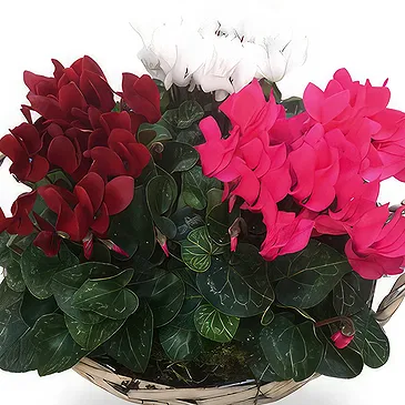 Zande blommor- Cyclamen i korgen Bukett/blomsterarrangemang