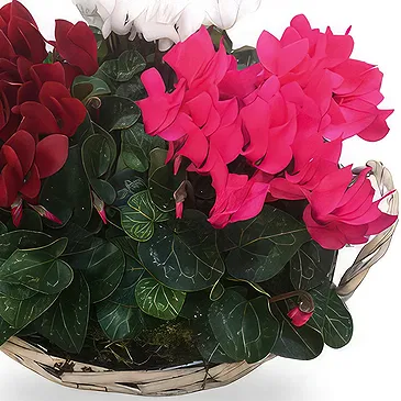 Zande blommor- Cyclamen i korgen Bukett/blomsterarrangemang