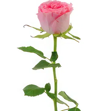 Amsterdam flowers  -  Message of Love Flower Bouquet/Arrangement