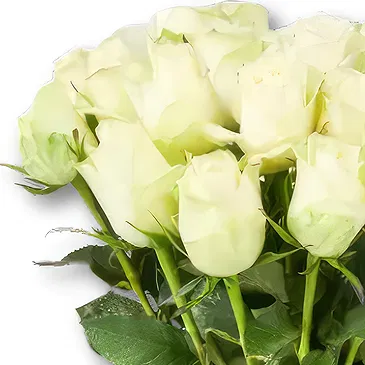 Holland flowers  -  White Roses + Free Bear Flower Bouquet/Arrangement