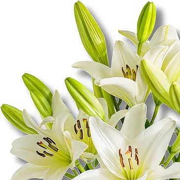 Playa La Arena bloemen bloemist- Een stralend begin: Witte Lelie Schoonheid Boeket/bloemstuk