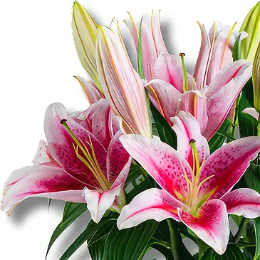 Italy flowers  -  Better Together: Pink Lily Display Flower Bouquet/Arrangement