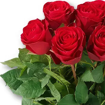Amsterdam-Zuidoost flowers  -  Red Roses Bouquet and Chocolates Flower Bouquet/Arrangement