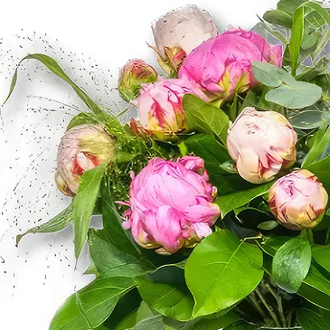 Holland flowers  -  Peony Bouquet Zara Flower Bouquet/Arrangement