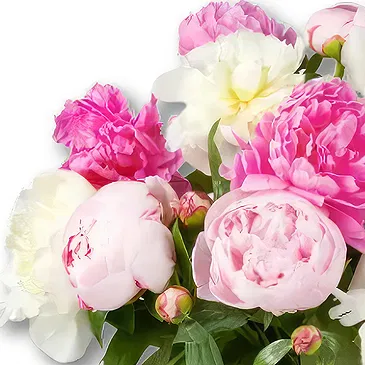 Holland Blumen Florist- Pfingstrosenstrauß Amelie Bouquet/Blumenschmuck