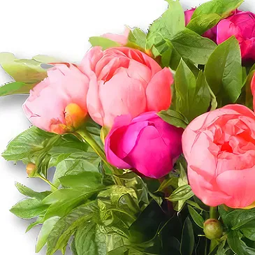 Holland flowers  -  Mixed Peony Bouquet Flower Bouquet/Arrangement