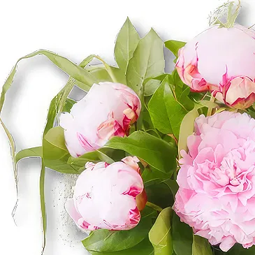 Amsterdam-Zuidoost flowers  -  Pink Double Peonies Bouquet Flower Bouquet/Arrangement