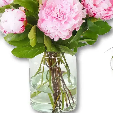 Amsterdam-Zuidoost flowers  -  Pink Double Peonies Bouquet Flower Bouquet/Arrangement
