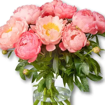 Amsterdam-Zuidoost flowers  -  Peonies Bouquet Loua Flower Bouquet/Arrangement
