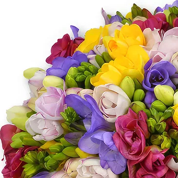 Garhoud flowers  -  Fresh Freesias in Multicolor Flower Bouquet/Arrangement