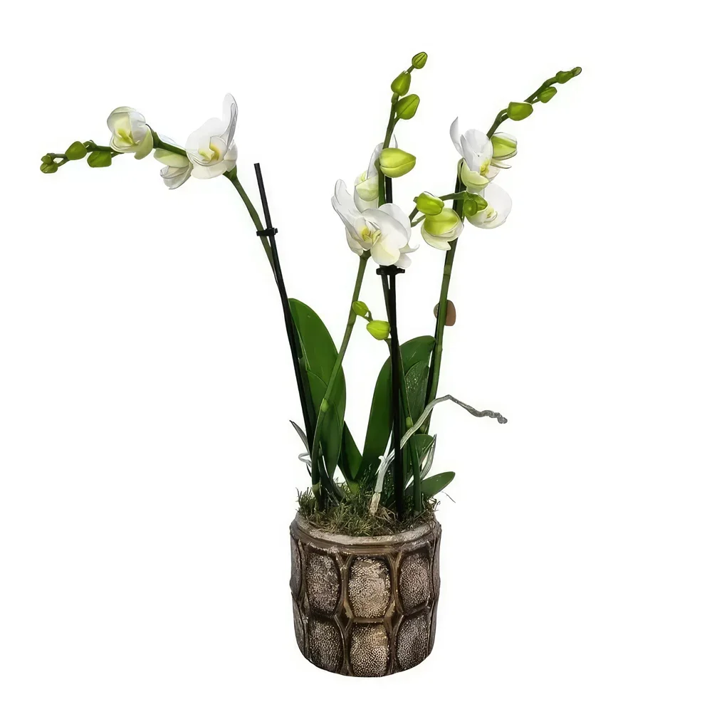Planken květiny- Bílá Eligance Kytice/aranžování květin