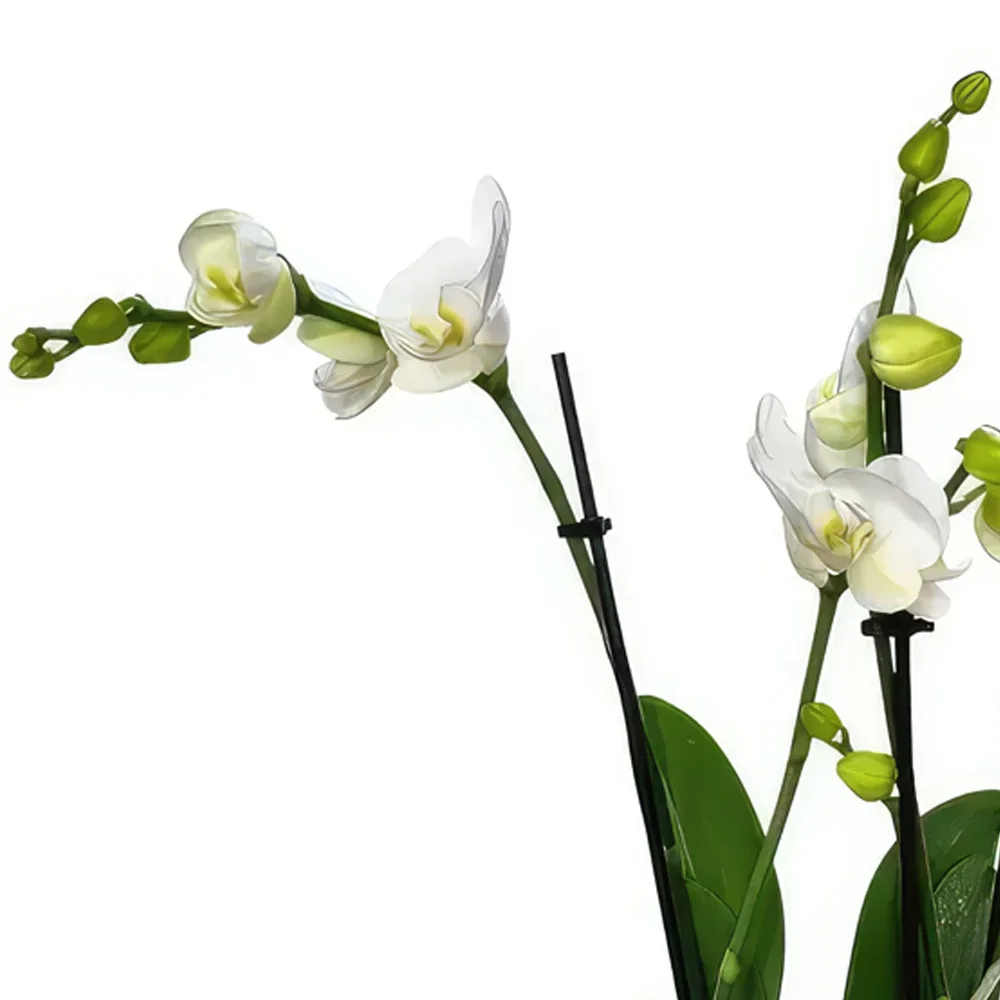Βαντούζ λουλούδια- White Eligance Μπουκέτο/ρύθμιση λουλουδιών