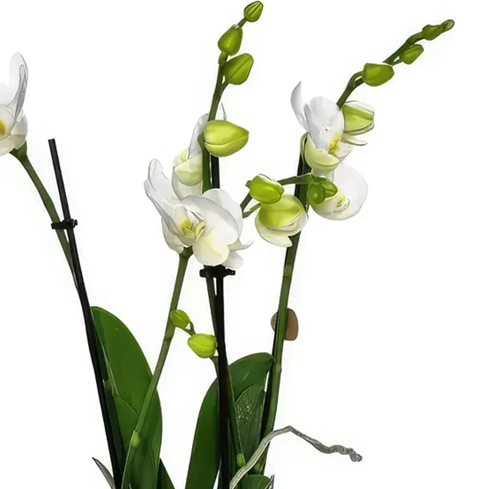 Triesenberg-virágok- Fehér elegancia Virágkötészeti csokor