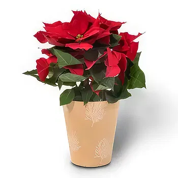 South Africa flowers  -  Luxe Poinsettia Flower Delivery