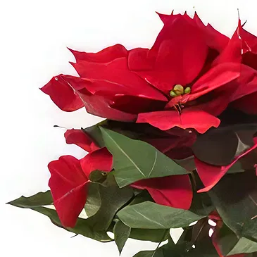 Amsterdam flowers  -  Luxe Poinsettia Flower Bouquet/Arrangement