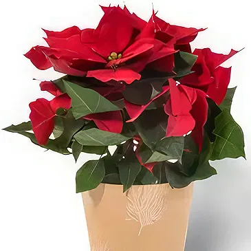 Amsterdam flowers  -  Luxe Poinsettia Flower Bouquet/Arrangement