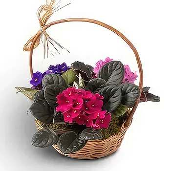Brazil flowers  -  Morning Magic Flower Delivery