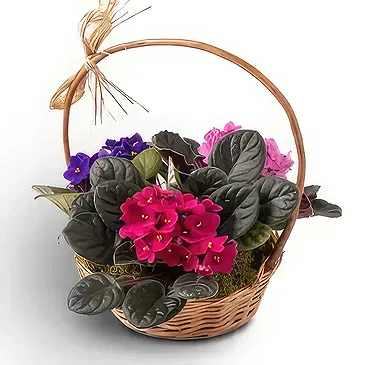 Brazil flowers  -  Morning Magic Flower Bouquet/Arrangement