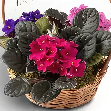 Brazil flowers  -  Morning Magic Flower Bouquet/Arrangement