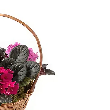 Brazil flowers  -  Morning Magic Flower Bouquet/Arrangement
