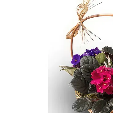 Brazil flowers  -  Morning Magic Flower Bouquet/Arrangement