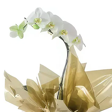 Santa Maria da Boa Vista flowers  -  Unique surprise Flower Bouquet/Arrangement