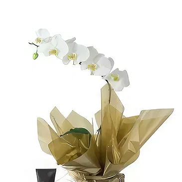 Santa Maria da Boa Vista flowers  -  Lovely Creations Flower Bouquet/Arrangement