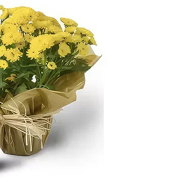 Santa Maria da Boa Vista flowers  -  Happy Place Flower Bouquet/Arrangement