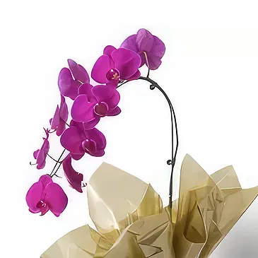 Santa Maria da Boa Vista flowers  -  Pink Petals Flower Bouquet/Arrangement
