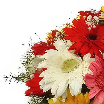 Buangkok flowers  -  Sparkling Gerberas Flower Bouquet/Arrangement