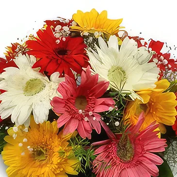 Buangkok flowers  -  Sparkling Gerberas Flower Bouquet/Arrangement