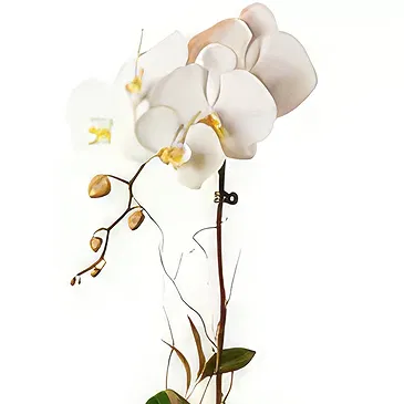 Buangkok flowers  -  Splendid Decorations Flower Bouquet/Arrangement