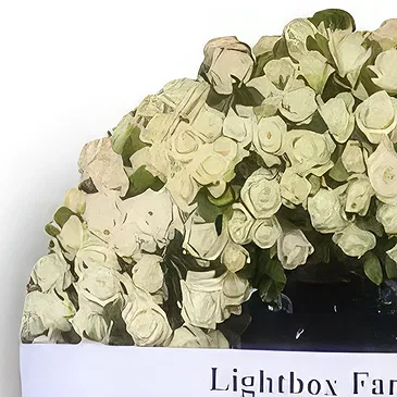 Adma flowers  -  Wreath expand Flower Bouquet/Arrangement