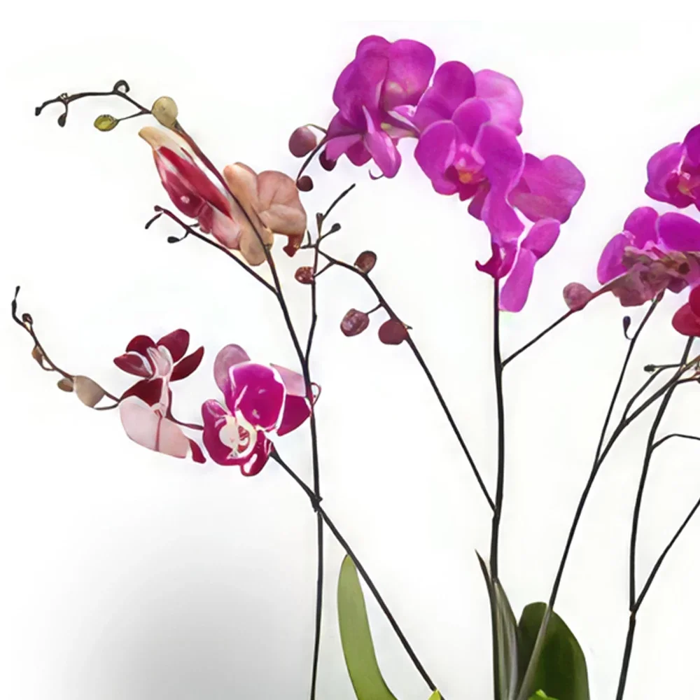 بائع زهور أوسلو- أوركيد الفراشة الوردية باقة الزهور