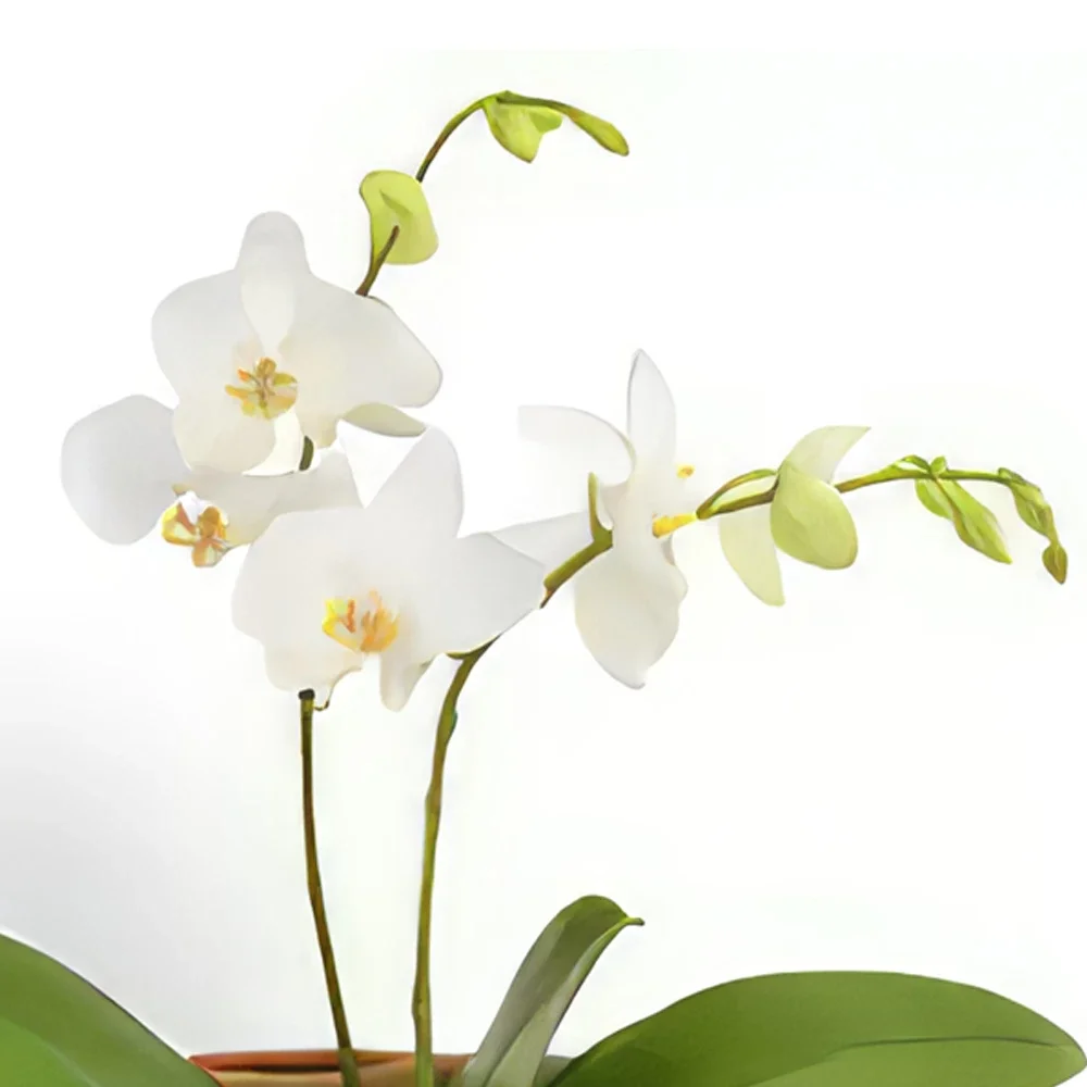 بائع زهور أوسلو- سويت ديلايت وأوركيد أبيض باقة الزهور