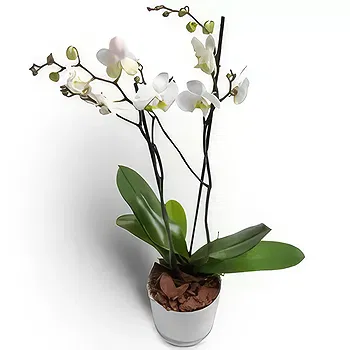 Sandefjord blomster- Elegant Phalaenopsis orkidé Blomst Levering