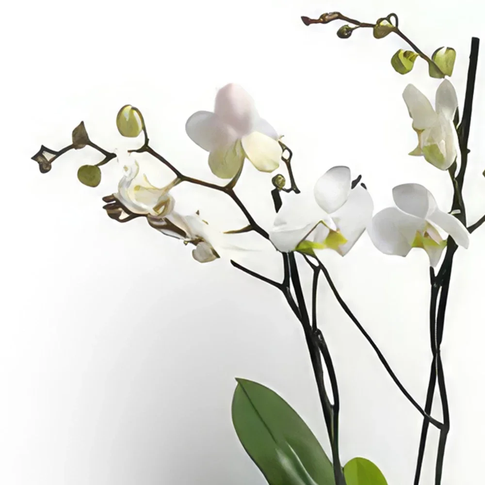 Trondheim cvijeća- Elegantna orhideja Phalaenopsis Cvjetni buket/aranžman