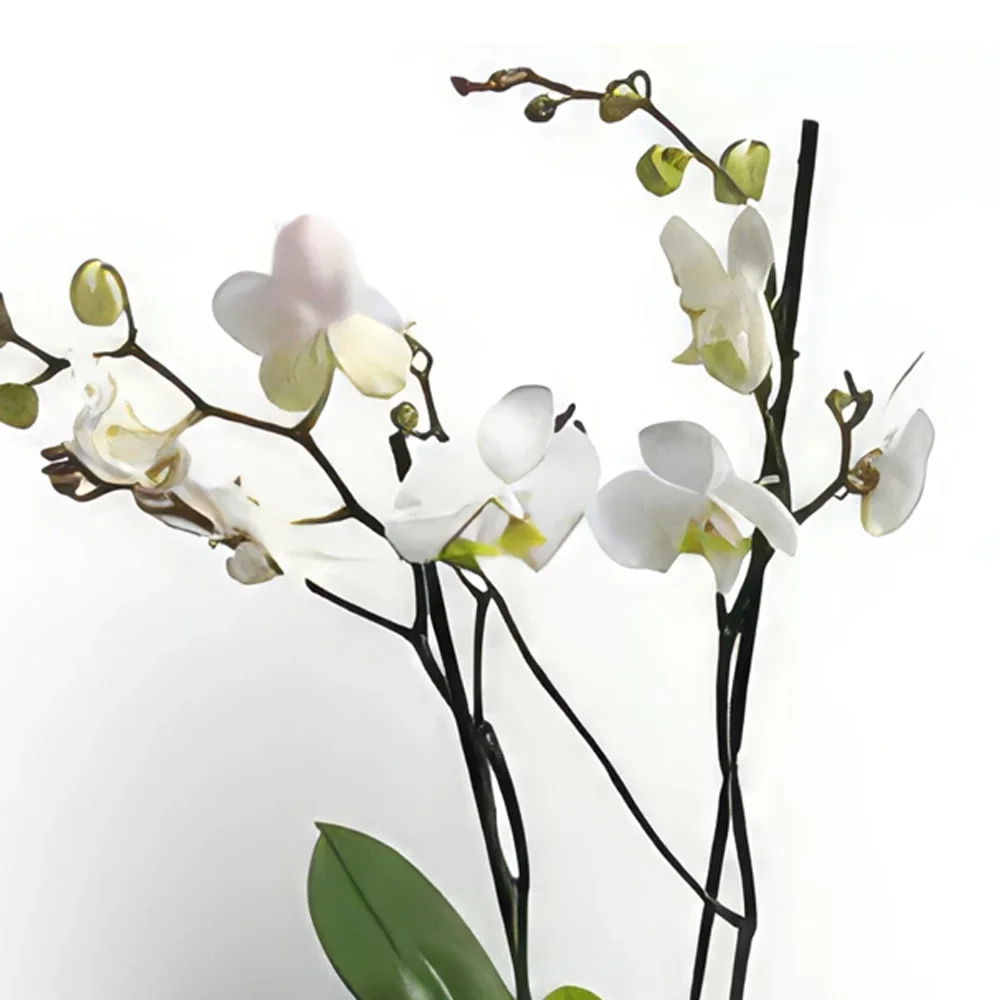 Trondheim kukat- Tyylikäs Phalaenopsis-orkidea Kukka kukkakimppu