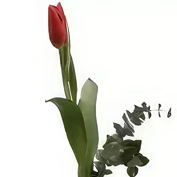 Adma flowers  -  Single Love  Flower Bouquet/Arrangement